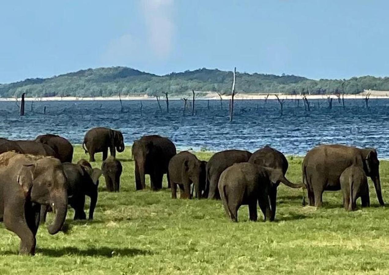 Eagle Safari Cottage ウダワラウェ エクステリア 写真